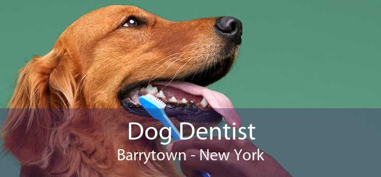 Dog Dentist Barrytown - New York