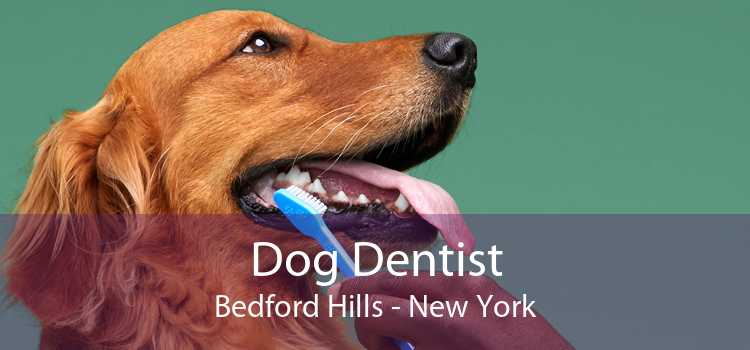 Dog Dentist Bedford Hills - New York