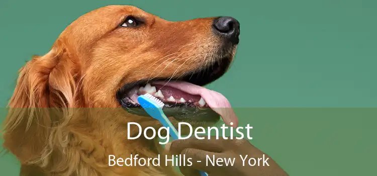 Dog Dentist Bedford Hills - New York