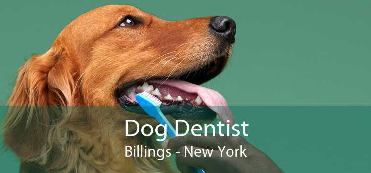 Dog Dentist Billings - New York