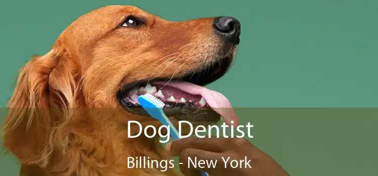 Dog Dentist Billings - New York