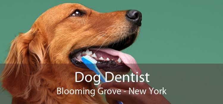 Dog Dentist Blooming Grove - New York