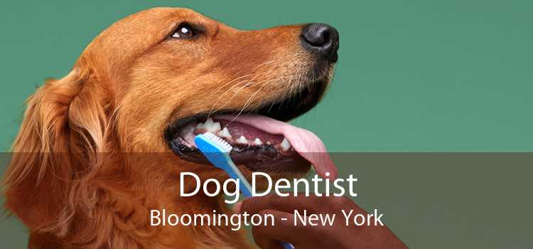 Dog Dentist Bloomington - New York