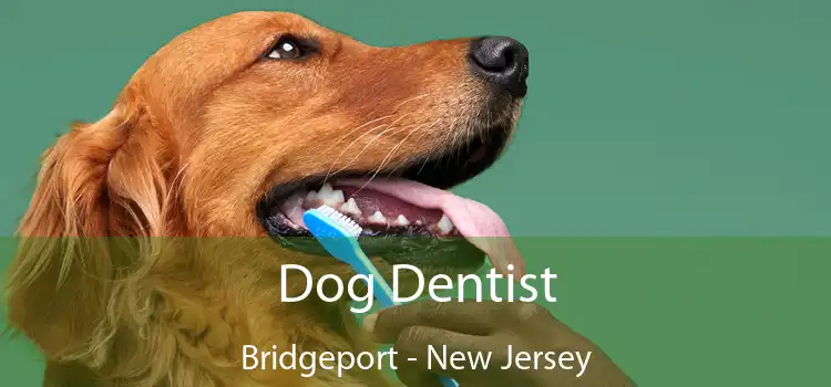 Dog Dentist Bridgeport - New Jersey