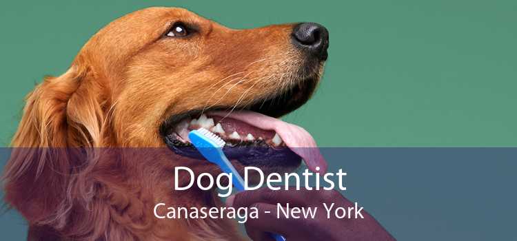 Dog Dentist Canaseraga - New York