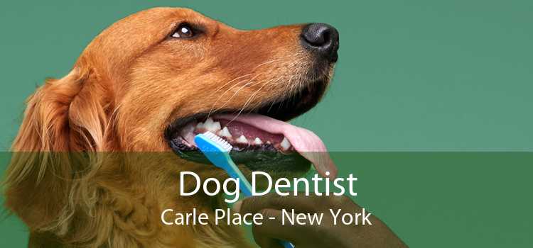 Dog Dentist Carle Place - New York