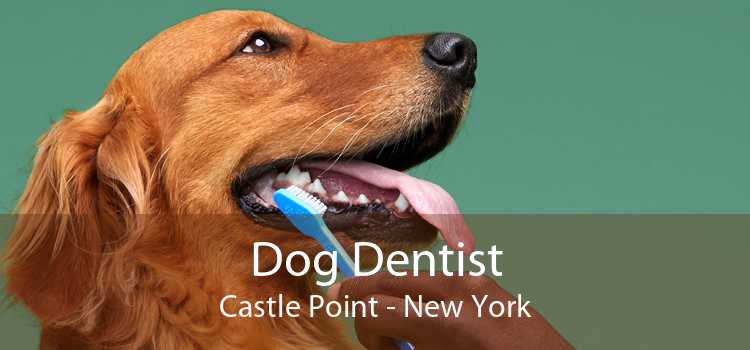 Dog Dentist Castle Point - New York