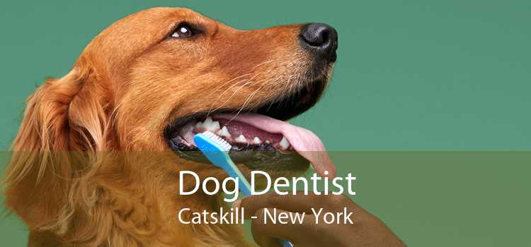Dog Dentist Catskill - New York