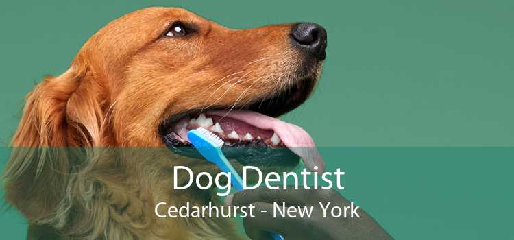 Dog Dentist Cedarhurst - New York