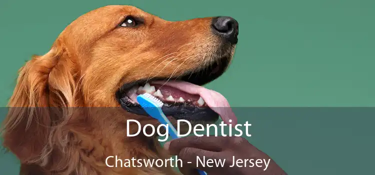 Dog Dentist Chatsworth - New Jersey