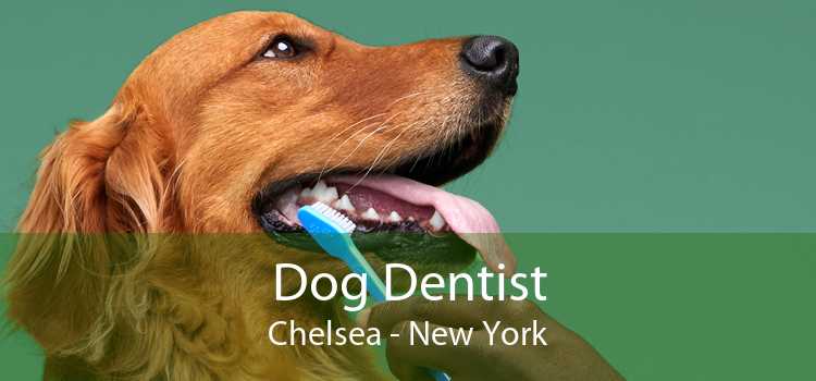 Dog Dentist Chelsea - New York