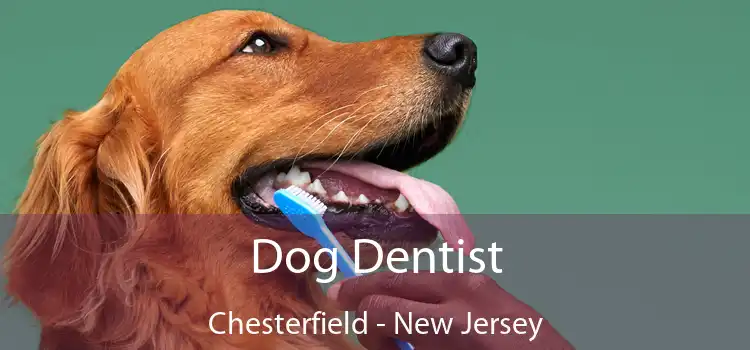 Dog Dentist Chesterfield - New Jersey