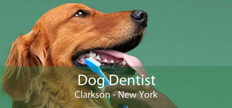 Dog Dentist Clarkson - New York