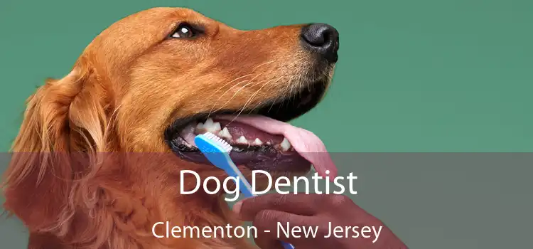 Dog Dentist Clementon - New Jersey