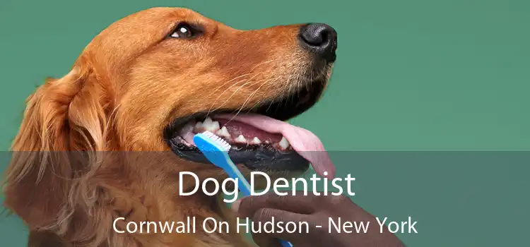 Dog Dentist Cornwall On Hudson - New York