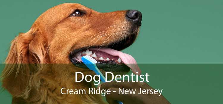 Dog Dentist Cream Ridge - New Jersey
