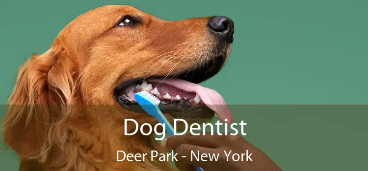Dog Dentist Deer Park - New York