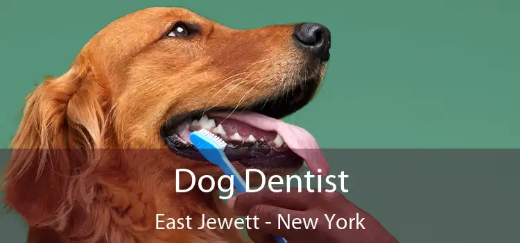 Dog Dentist East Jewett - New York