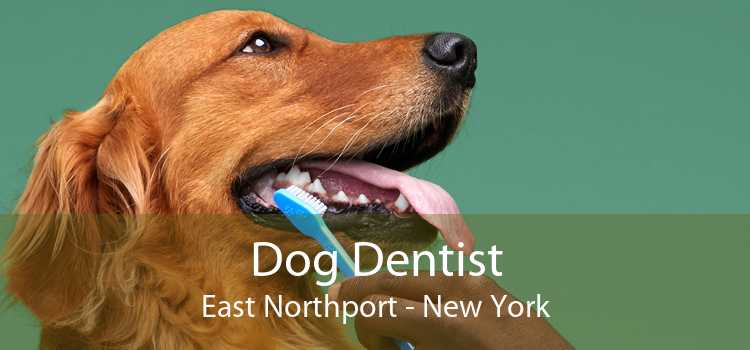 Dog Dentist East Northport - New York