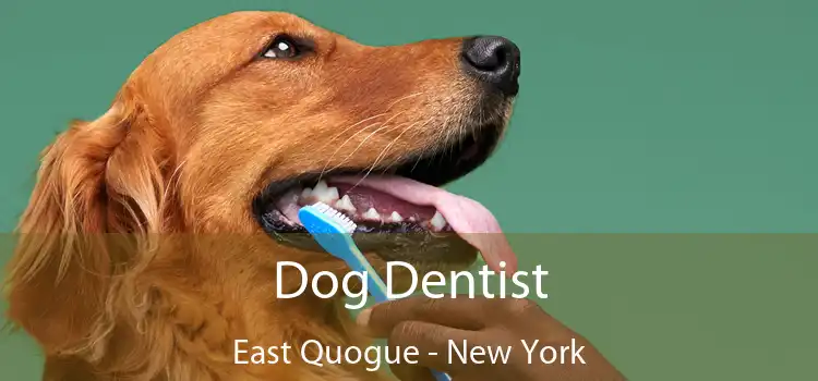 Dog Dentist East Quogue - New York