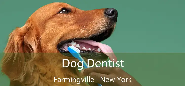 Dog Dentist Farmingville - New York