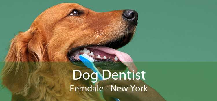 Dog Dentist Ferndale - New York