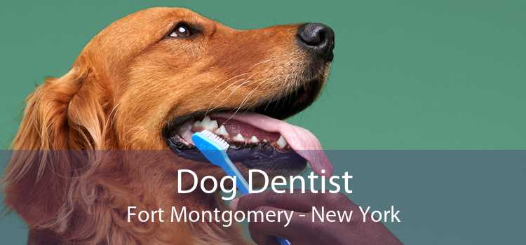 Dog Dentist Fort Montgomery - New York