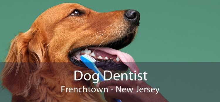 Dog Dentist Frenchtown - New Jersey