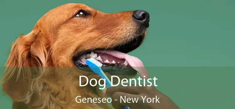 Dog Dentist Geneseo - New York