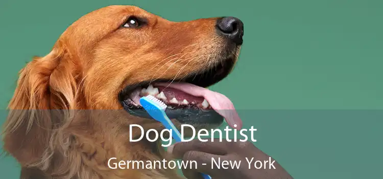 Dog Dentist Germantown - New York