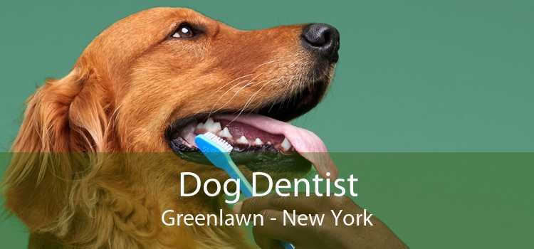 Dog Dentist Greenlawn - New York