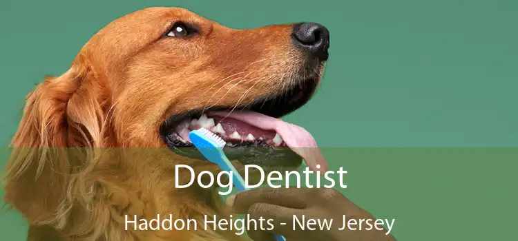 Dog Dentist Haddon Heights - New Jersey