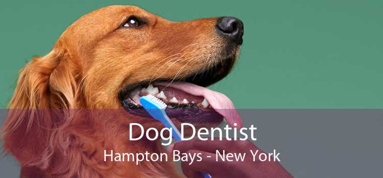 Dog Dentist Hampton Bays - New York