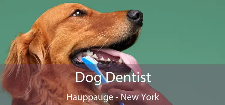 Dog Dentist Hauppauge - New York