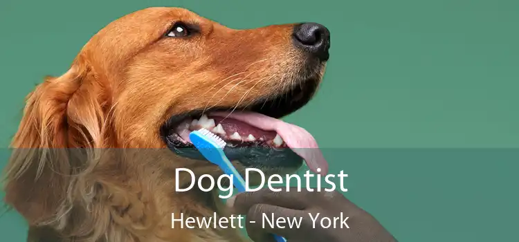 Dog Dentist Hewlett - New York