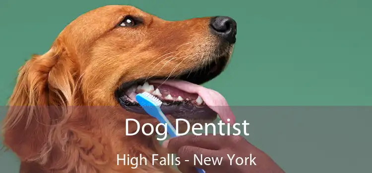 Dog Dentist High Falls - New York