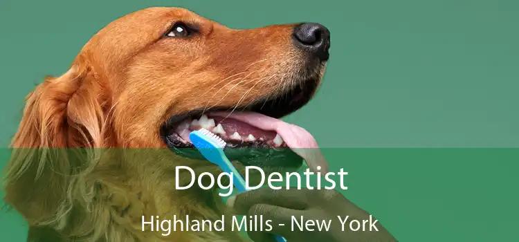Dog Dentist Highland Mills - New York