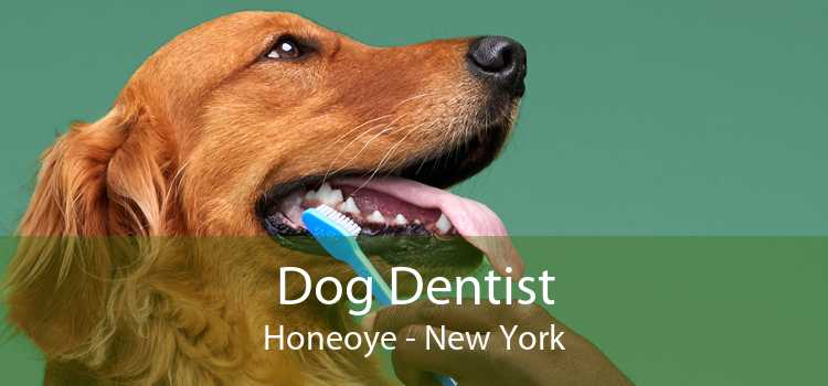 Dog Dentist Honeoye - New York