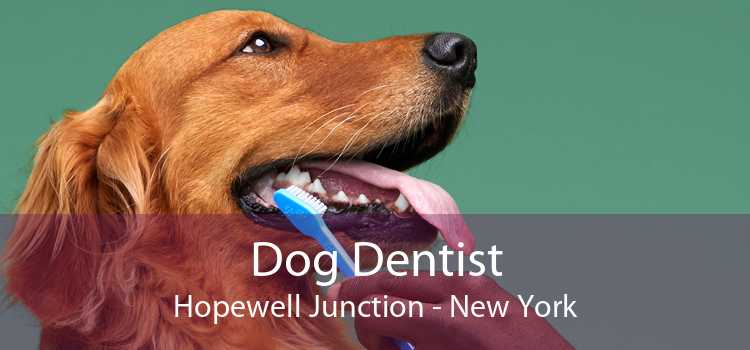 Dog Dentist Hopewell Junction - New York