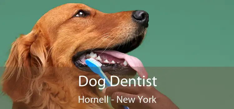 Dog Dentist Hornell - New York