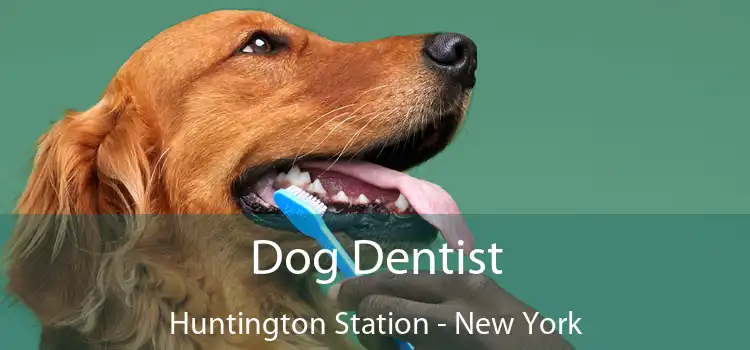 Dog Dentist Huntington Station - New York
