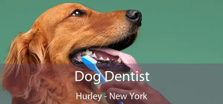 Dog Dentist Hurley - New York