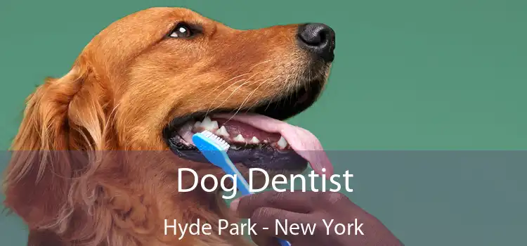 Dog Dentist Hyde Park - New York