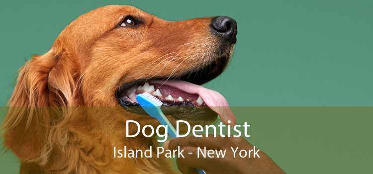 Dog Dentist Island Park - New York