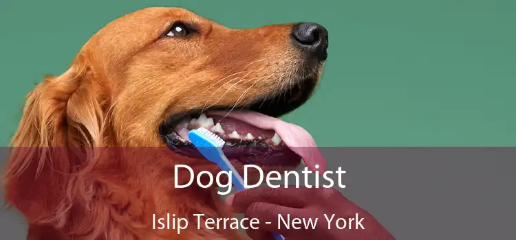 Dog Dentist Islip Terrace - New York