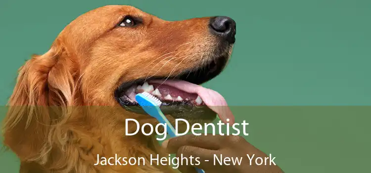 Dog Dentist Jackson Heights - New York