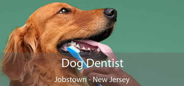 Dog Dentist Jobstown - New Jersey