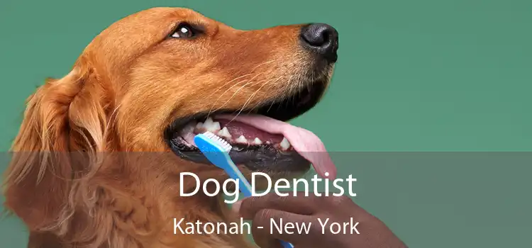 Dog Dentist Katonah - New York