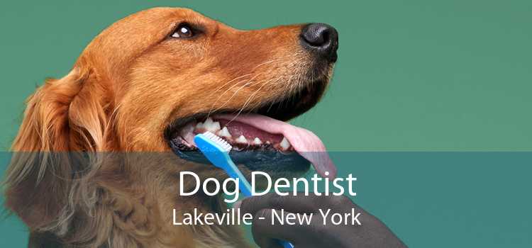 Dog Dentist Lakeville - New York