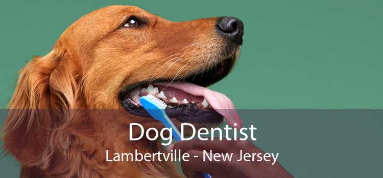 Dog Dentist Lambertville - New Jersey